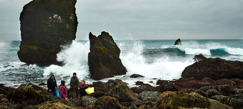 Í rauðþörungafjöru á Reykjanesi