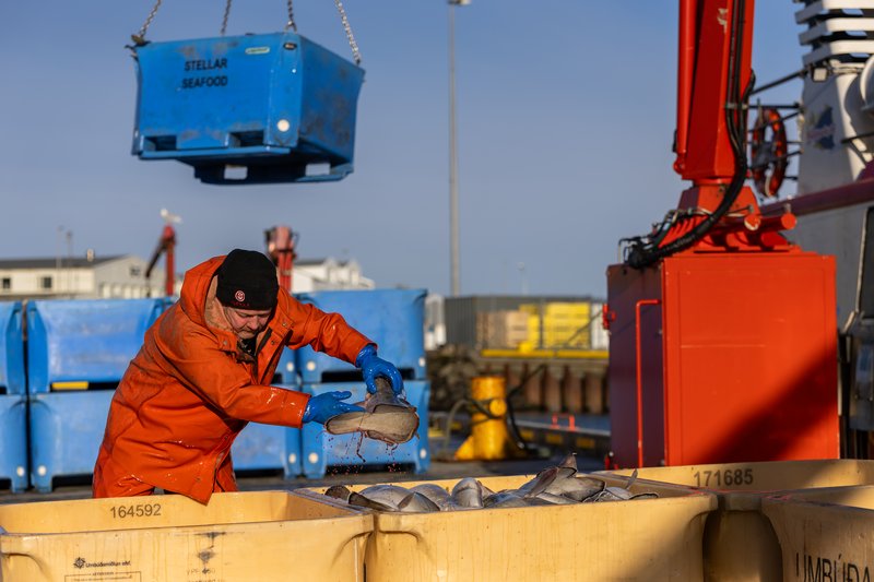 Landað í Grindavíkurhöfn fyrir helgi.