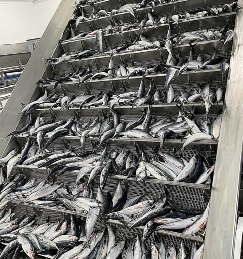 Vinnsla á makrílnum hófst í fiskiðjuveri Síldarvinnslunnar strax í morgun. Mynd/Geir Sigurpáll Hlöðversson