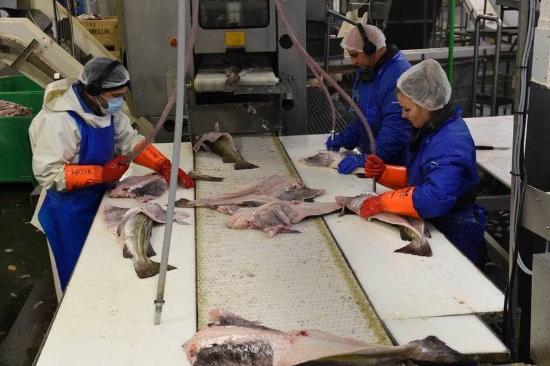 Saltfiskvinnsla.