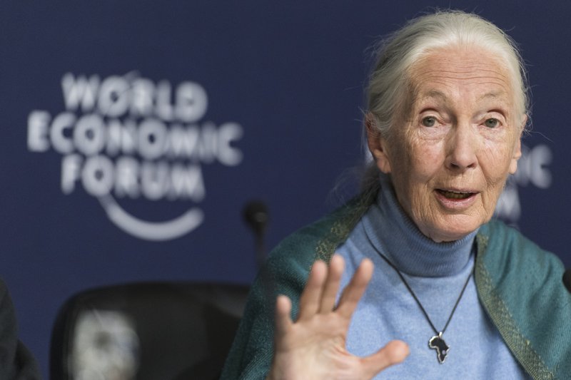 Jane Goodall