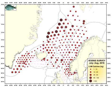 Mynd 2. Afli hrognkelsa í makíl leiðangri 2019.