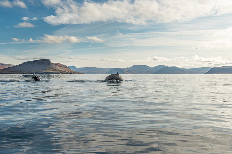 1.	Hnúfubakar í Arnarfirði. Mynd tekin haustið 2019 í leiðangri sem farinn var til að safna lífssýnum úr hvölunum. Einstaklingana má þekkja af lögun og mynstri sporðblöðkunnar.  MYND/Svanhildur Egilsdóttir