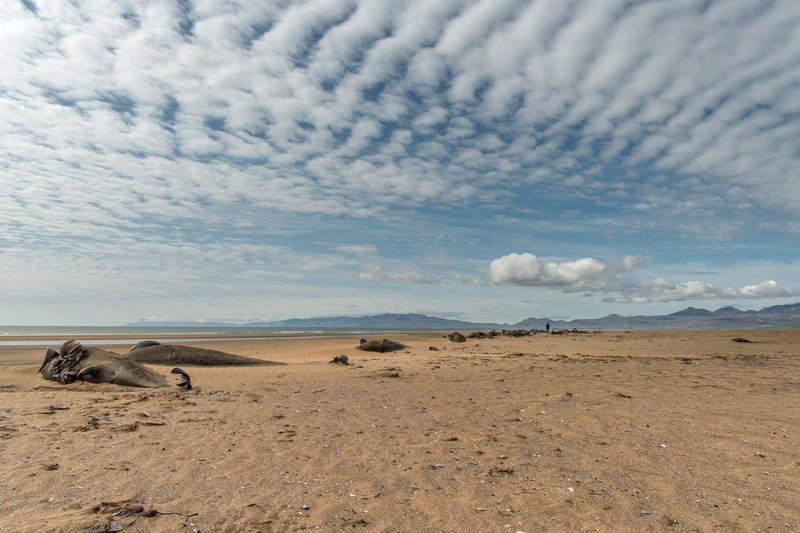2.	Sumarið 2019 var farið með þyrlu Landhelgisgæslunnar vestur á Löngufjörur þar sem 50 grindhvalir höfðu strandað og drepist. Hvalirnir voru mældir og tekin úr þeim sýni. MYND/Svanhildur Egilsdóttir