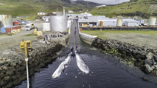 „Þeir sem þarna voru búnir að ráða sig á vertíðina voru  mættir á svæðið,“ segir Vilhjálmur Birgisson um þá sem  urðu af tekjum vegna hvalveiðivertíðar sem ekki varð. MYND/JÓN STEINAR SÆMUNDSSON