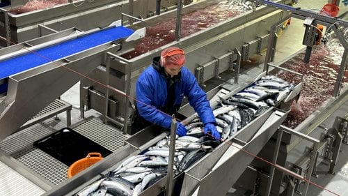 Eskja makrílvinnsla Mynd Hlynur Ársælsson
