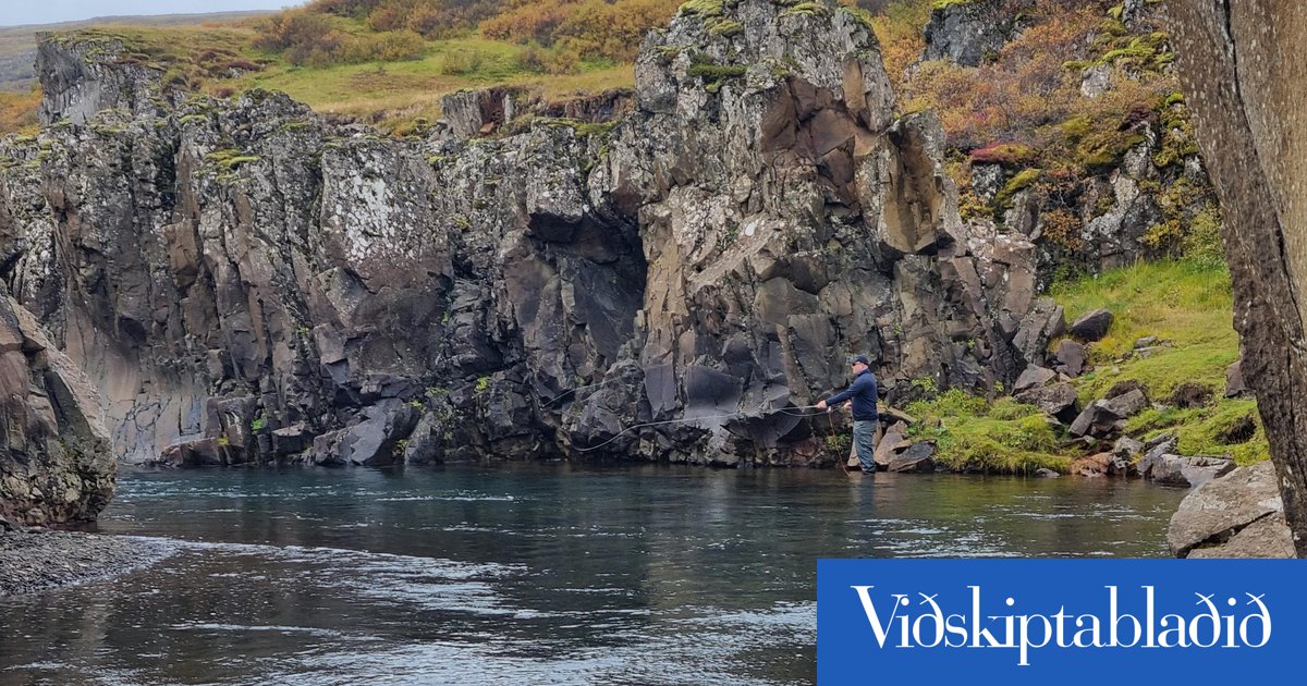 Starir leigja Flókadalsá í Borgarfirði
