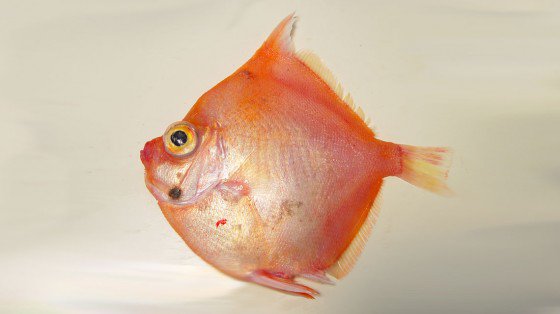 Hafgöltur er íslenska nafnið á boar fish sem nú er veiddur í síauknum mæli. 