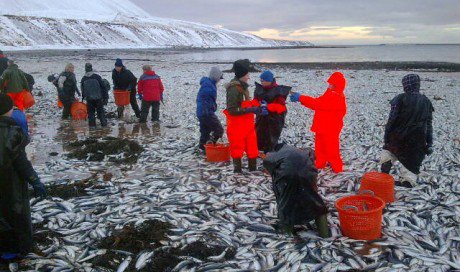 Skólanemendur að störfum í síldinni í Kolgrafarfirði. (Mynd af vefsíðu RÚV). 